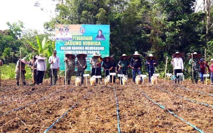 Bupati Mura Hadiri Tanam Jagung Hibrida di Kelurahan Saripoi