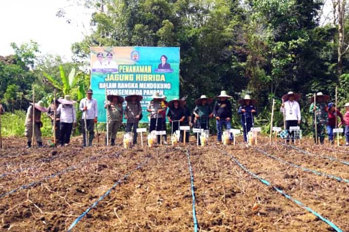 Bupati Mura Hadiri Tanam Jagung Hibrida di Kelurahan Saripoi