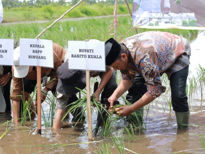 Pemkab Batola-Kementan Lakukakan Gerakan Tanam Serempak di Desa Puntik Dalam