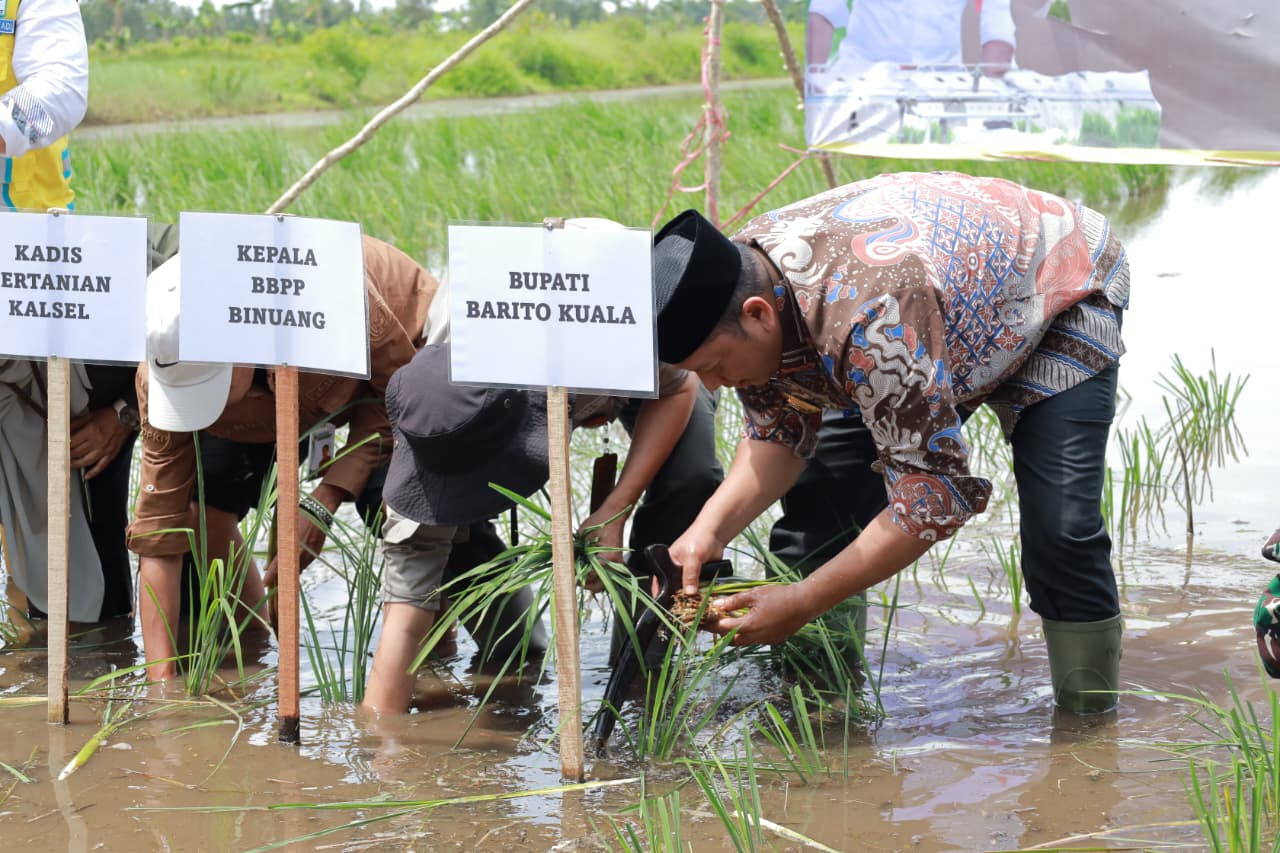 Pemkab Batola-Kementan Lakukakan Gerakan Tanam Serempak di Desa Puntik Dalam