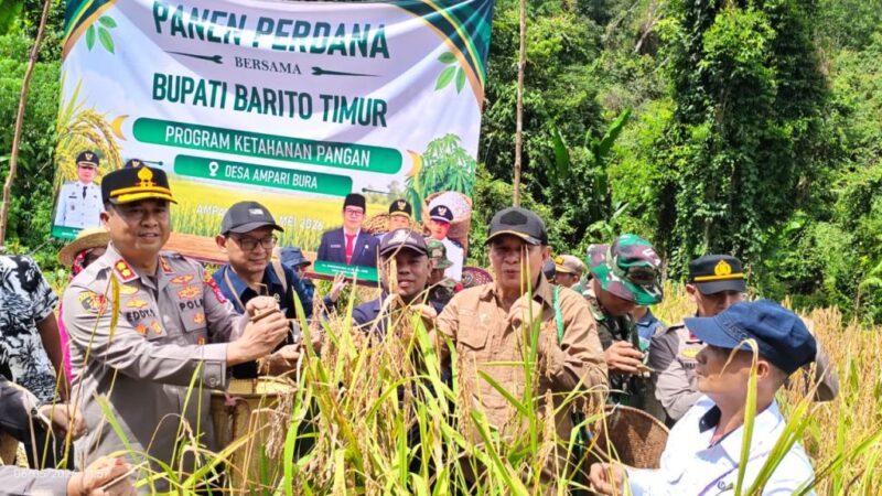 Pemkab Bartim Panen Padi Perdana di Desa Ampari Bura