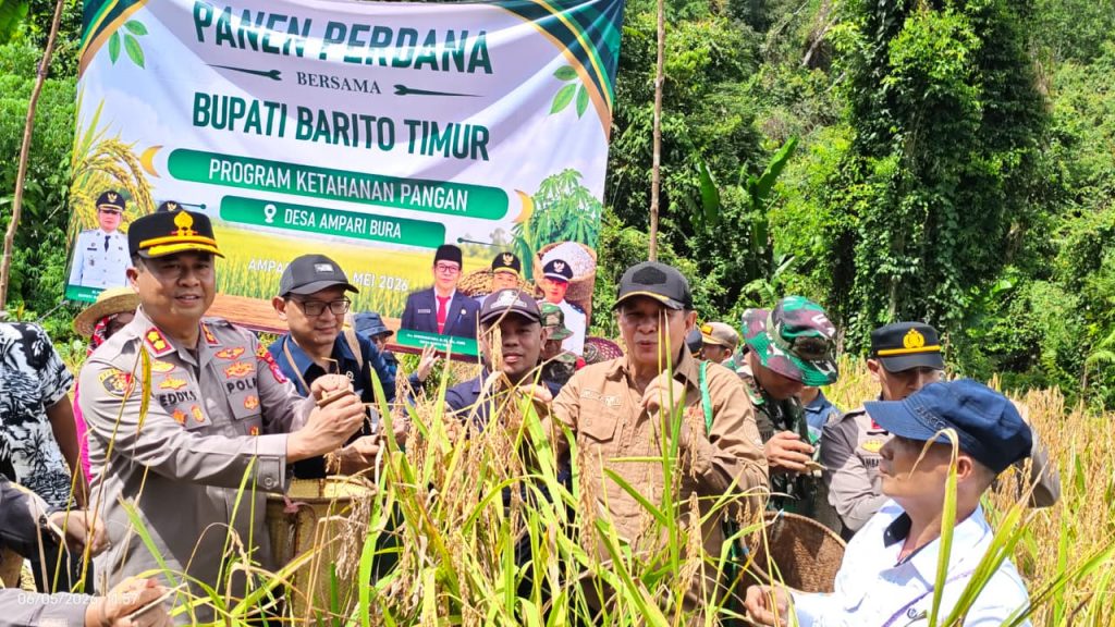 Pemkab Bartim Panen Padi Perdana di Desa Ampari Bura